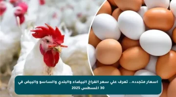 أسعار متجددة.. تعرف على سعر الفراخ البيضاء والبلدي والساسو والبيض في 30 أغسطس 2025